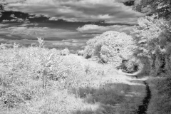 Ch-Walk-11-02082025