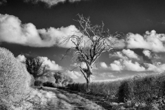 VineYd-Walk-25-20122025