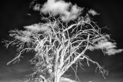 Vineyard-Walk-03-09082025