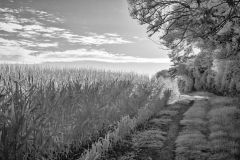 Vineyard-Walk-07-11082025