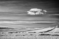 Vineyard-Walk-08-09082025_1