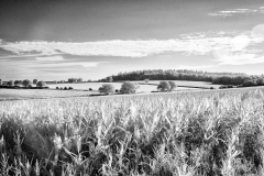 Vineyard-Walk-10-11082025