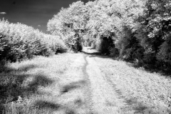 Vineyard-Walk-12-09082025