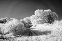 Vineyard-Walk-12-11082025