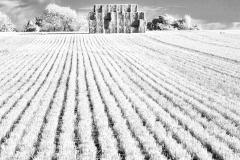 Vineyard-Walk-23-11082025