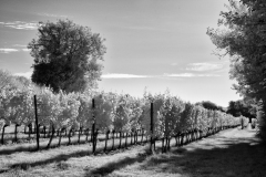 Vineyard-Walk-28-11082025